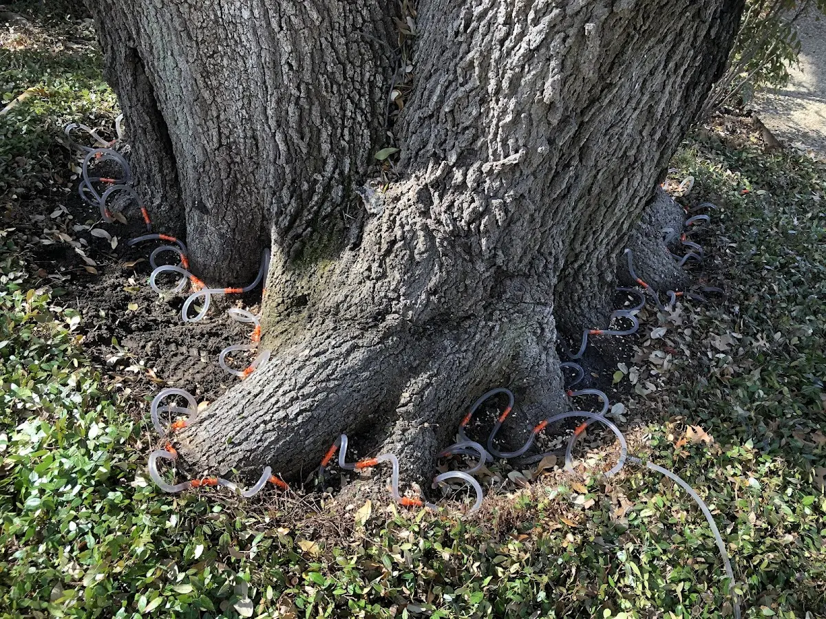 Detailed Tree Cabling and Bracing job site in Eagleville